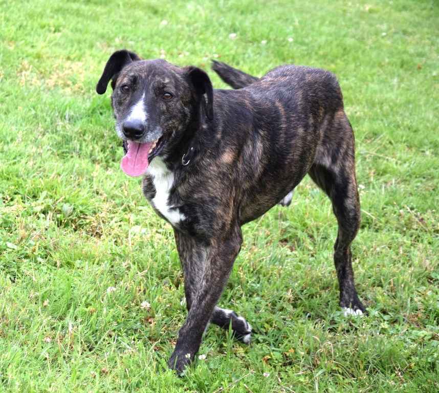 CZESTER wrażliwy, kochany piesek szuka domu Częstochowa - zdjęcie 1