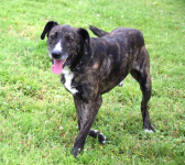 CZESTER wrażliwy, kochany piesek szuka domu