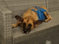 Fiona - nieduża, rodzinna, niekonfliktowa sunia! Olsztyn - zdjęcie 4