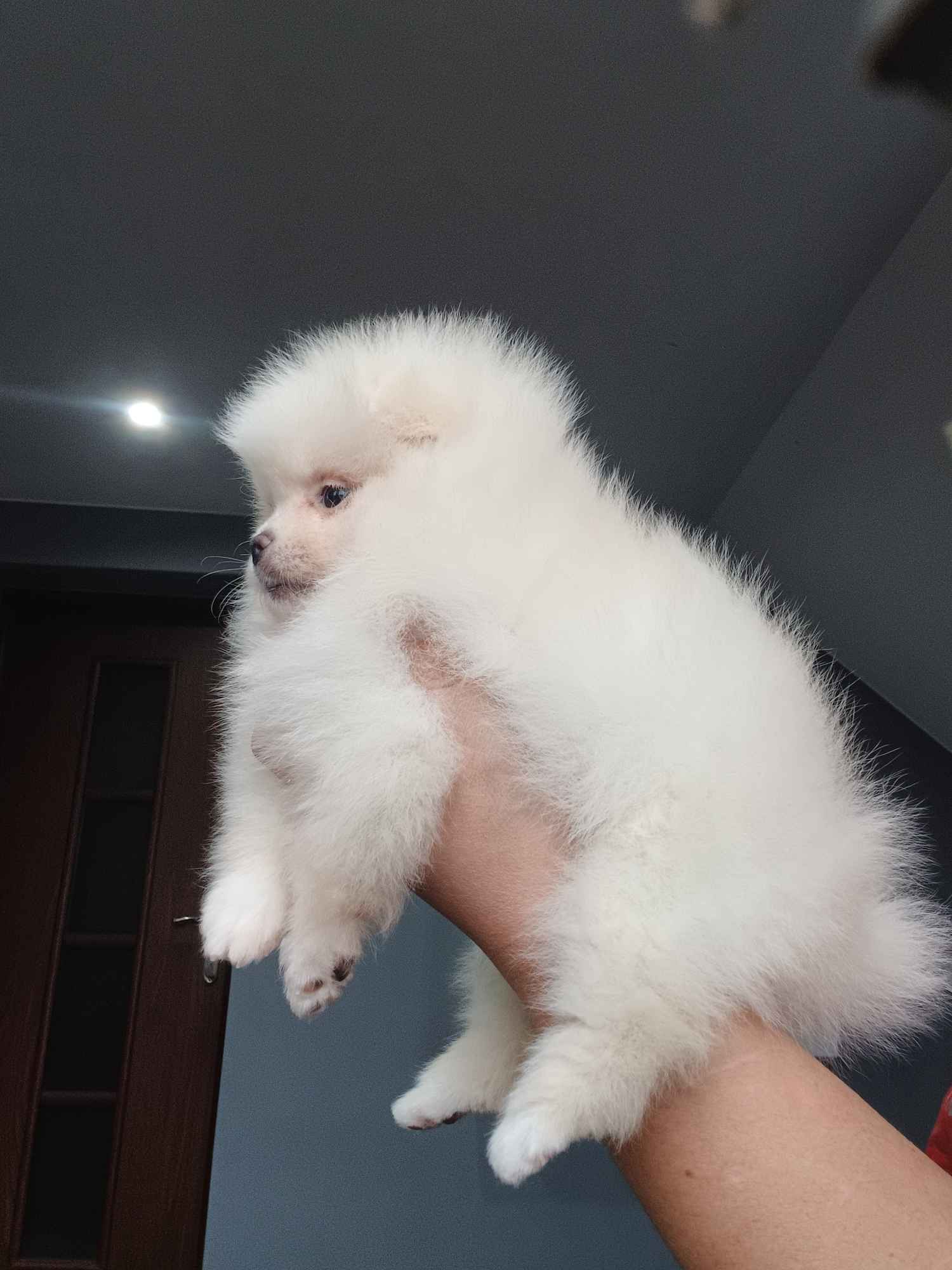 *Pomeranian XS typ misia Sunia ADA* Prądocin - zdjęcie 4