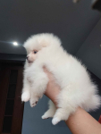 *Pomeranian XS typ misia Sunia ADA* Prądocin - zdjęcie 4