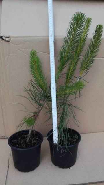 Sosna pospolita w doniczce. Buczków - zdjęcie 1