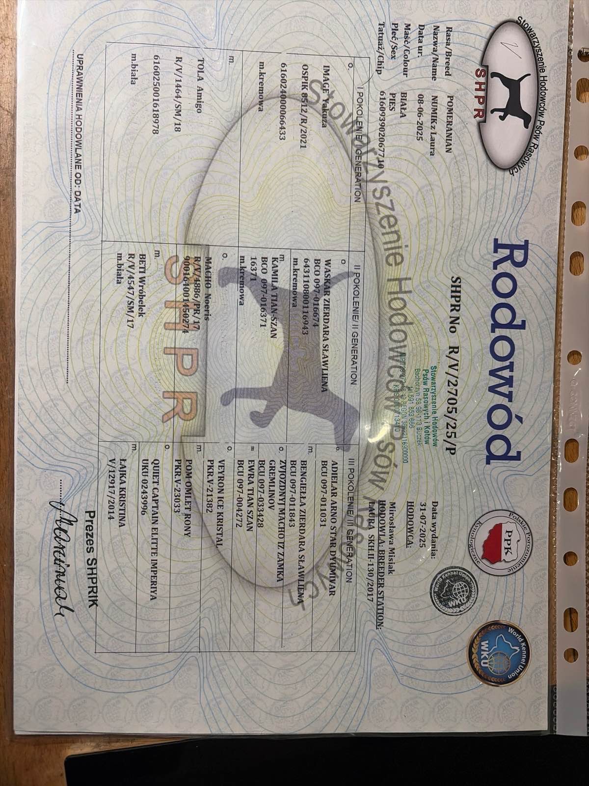 Spitz pomeranian Gorzów Wielkopolski - zdjęcie 2