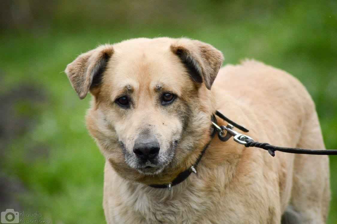 Dex - kochany, wierny pies szuka domu! Olsztyn - zdjęcie 4