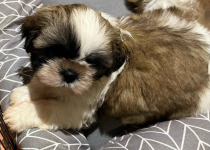 Shih TZU FCI ZKwP Tuchów - zdjęcie 10