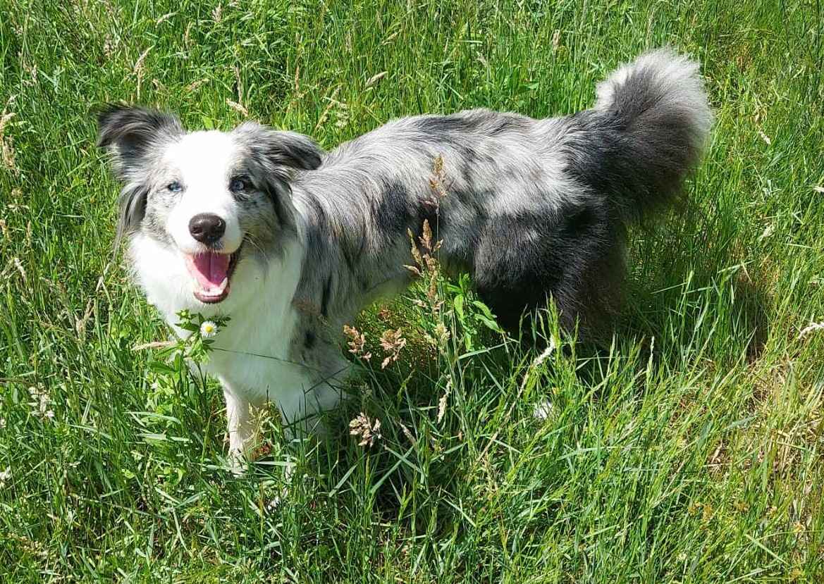 Border Collie / Blue merle / Typ Show / samiec / FCI / ZKwP Lisia Góra - zdjęcie 5