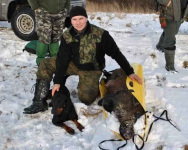 Reproduktory rasy GOŃCZY POLSKI użytkowe zapraszają na randkę Zarszyn - zdjęcie 8