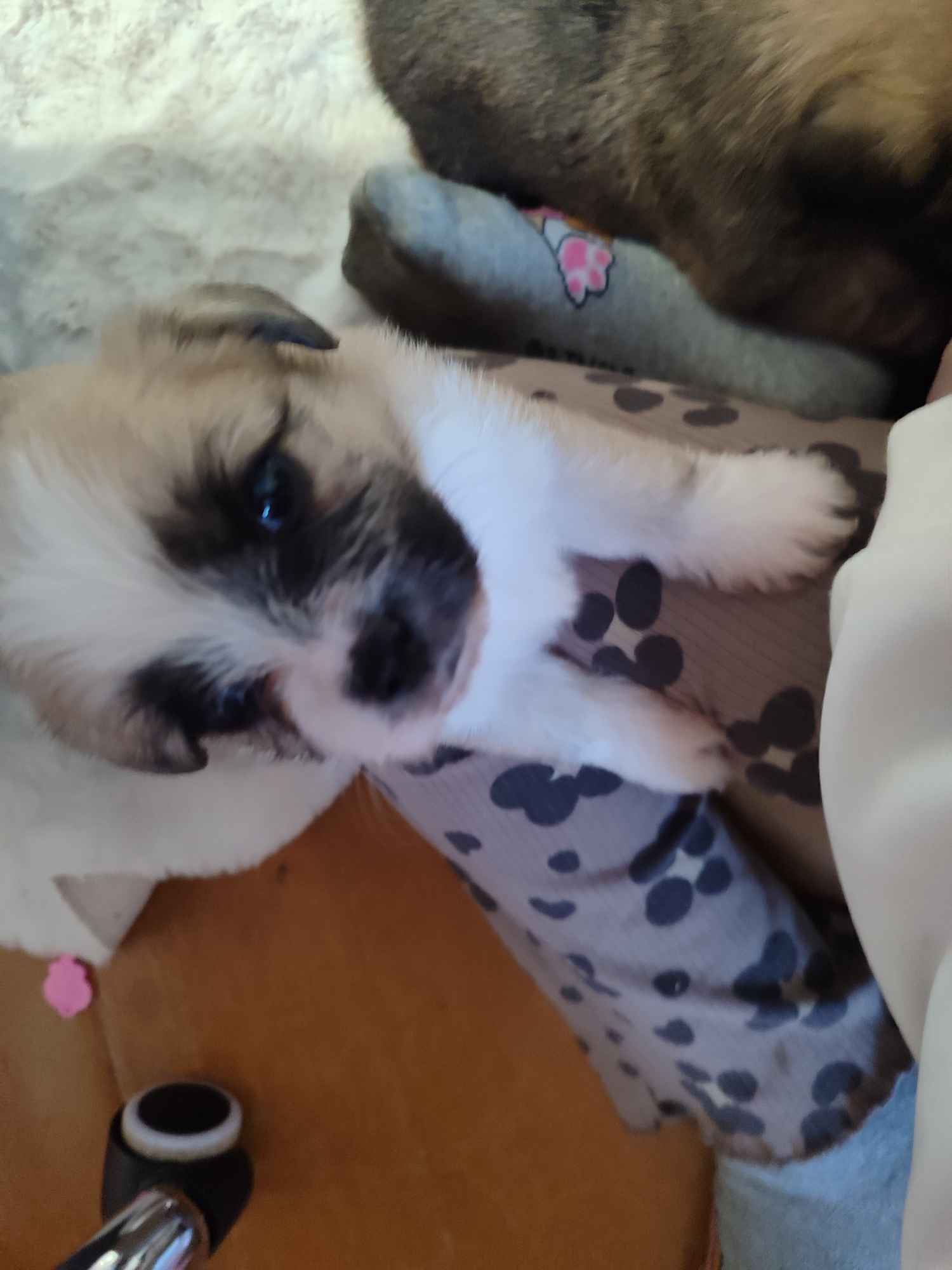 Sprzedam śliczne pieski i suczki Legnica - zdjęcie 2