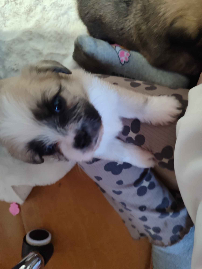 Sprzedam śliczne pieski i suczki Legnica - zdjęcie 2