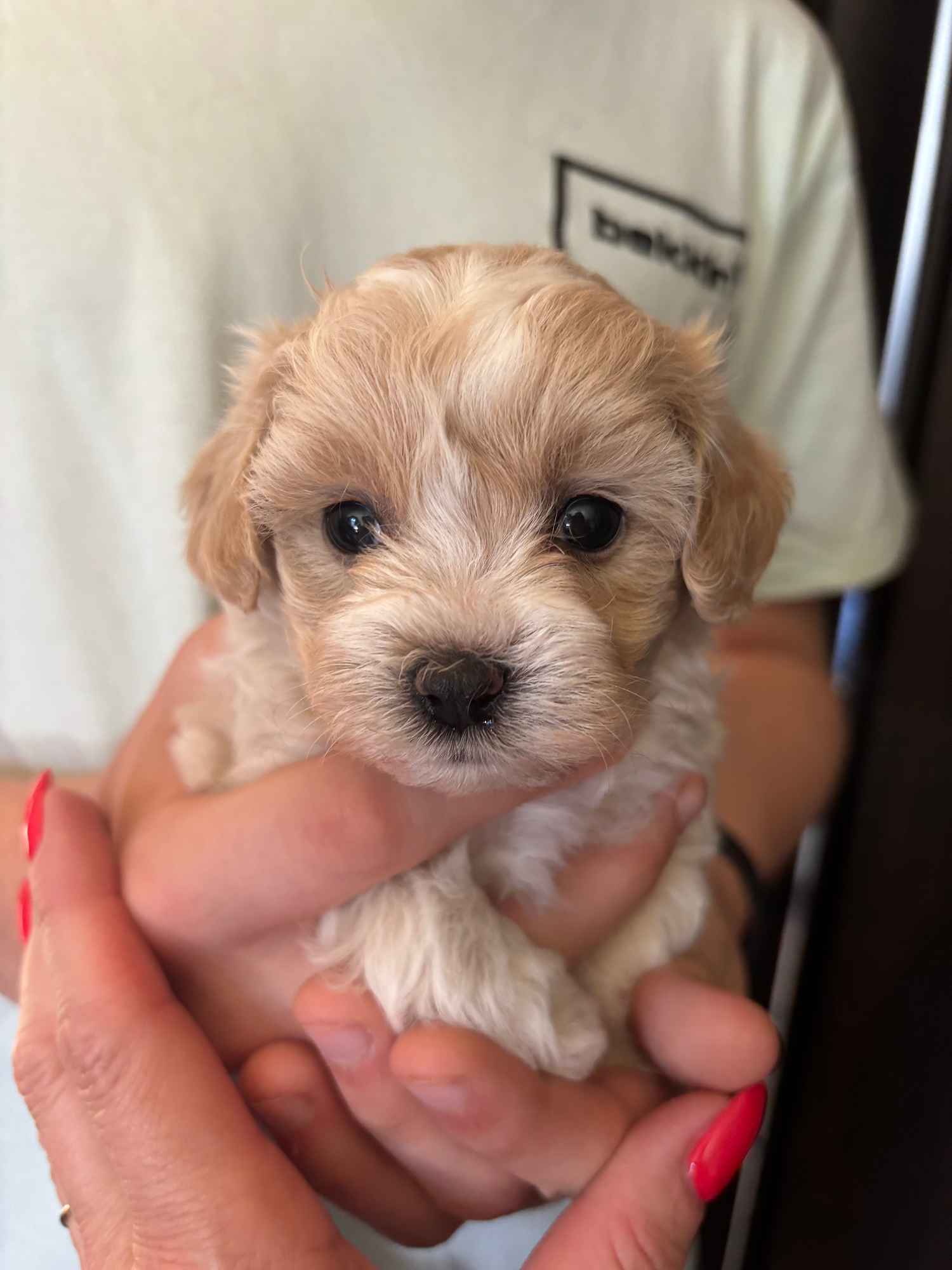Maltipoo miniaturka 1,5 kg F1 Częstochowa - zdjęcie 3