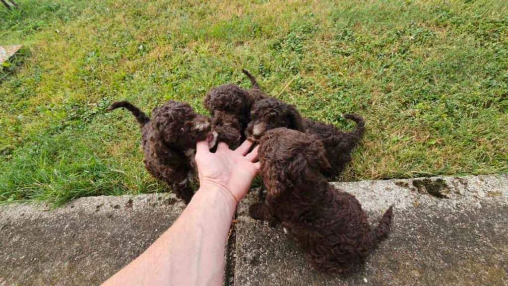 Lagoto Romagnola puppies Bemowo - zdjęcie 5