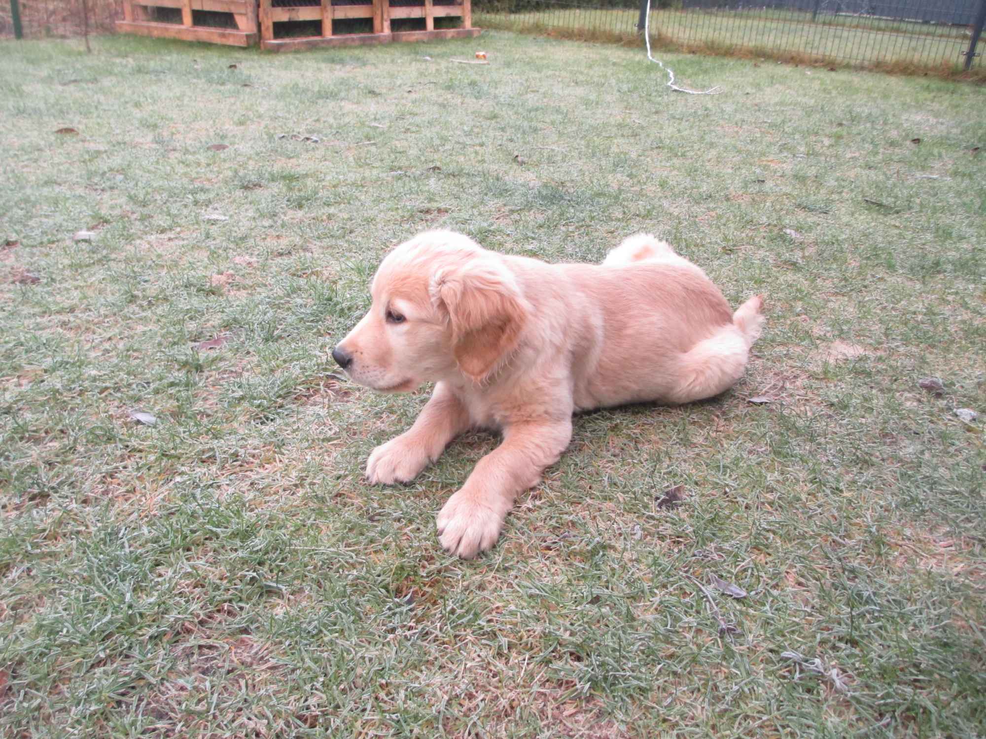 Golden Rretiever szczeniak Stargard - zdjęcie 5