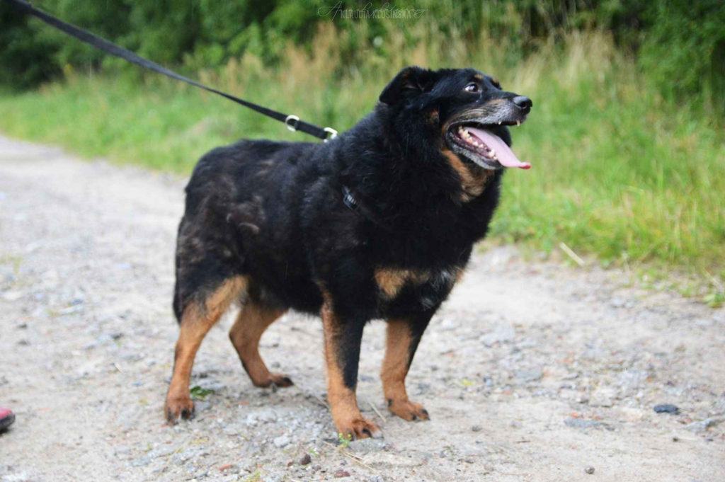 Dżeki - niekonfliktowy, wspaniały psiak szuka dom Olsztyn - zdjęcie 4