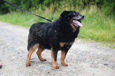 Dżeki - niekonfliktowy, wspaniały psiak szuka dom Olsztyn - zdjęcie 4