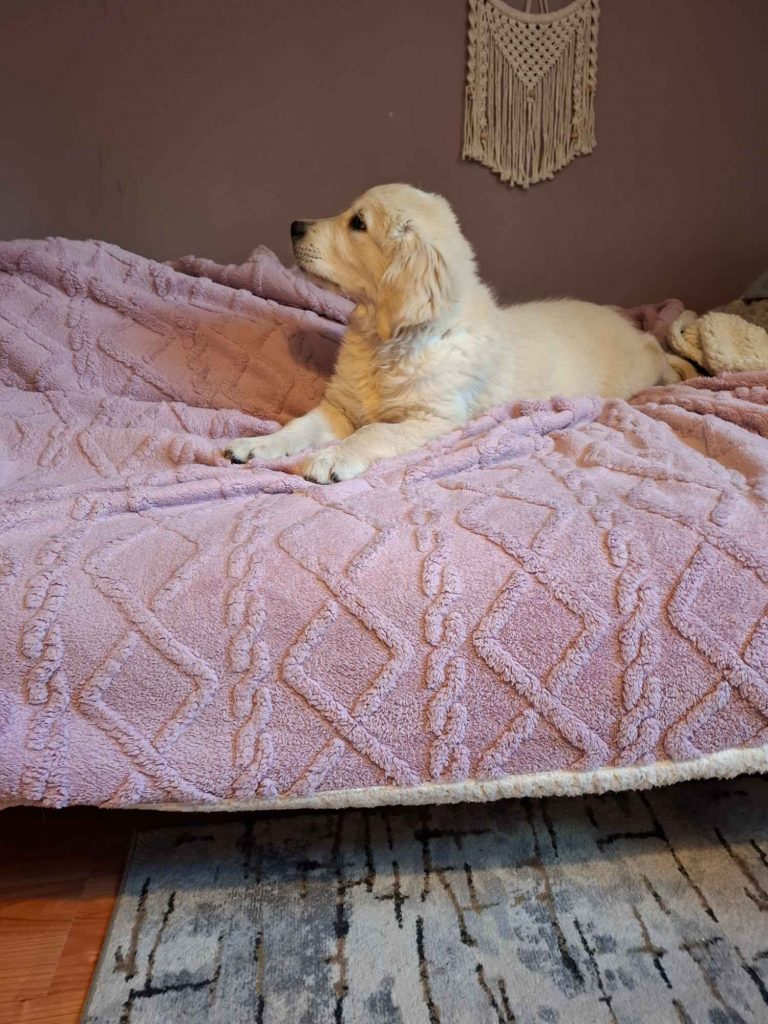 Sprzedam pieska rasy Golden Retriever Leszno - zdjęcie 2