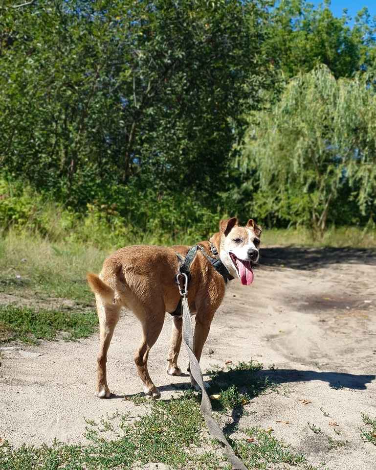 Kontaktowa, przyjazna, a przy tym energiczna suczka do adopcji! Pomóż! Mokotów - zdjęcie 6