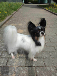 Papillon - tricolor Szczecin - zdjęcie 1