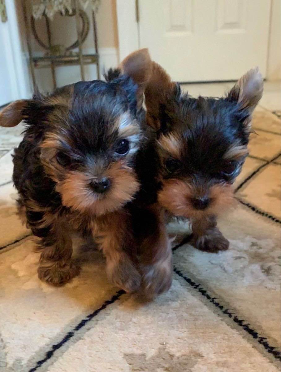Szczenięta Yorkshire terrier miniaturowe dostępne już teraz. Szczecin - zdjęcie 2