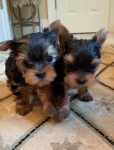 Szczenięta Yorkshire terrier miniaturowe dostępne już teraz. Szczecin - zdjęcie 2