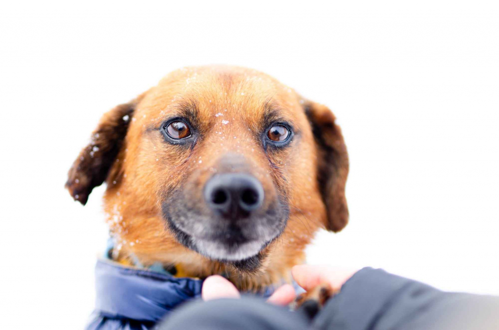 Korek - prawdziwy pies na medal! Olsztyn - zdjęcie 1