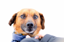 Korek - prawdziwy pies na medal!