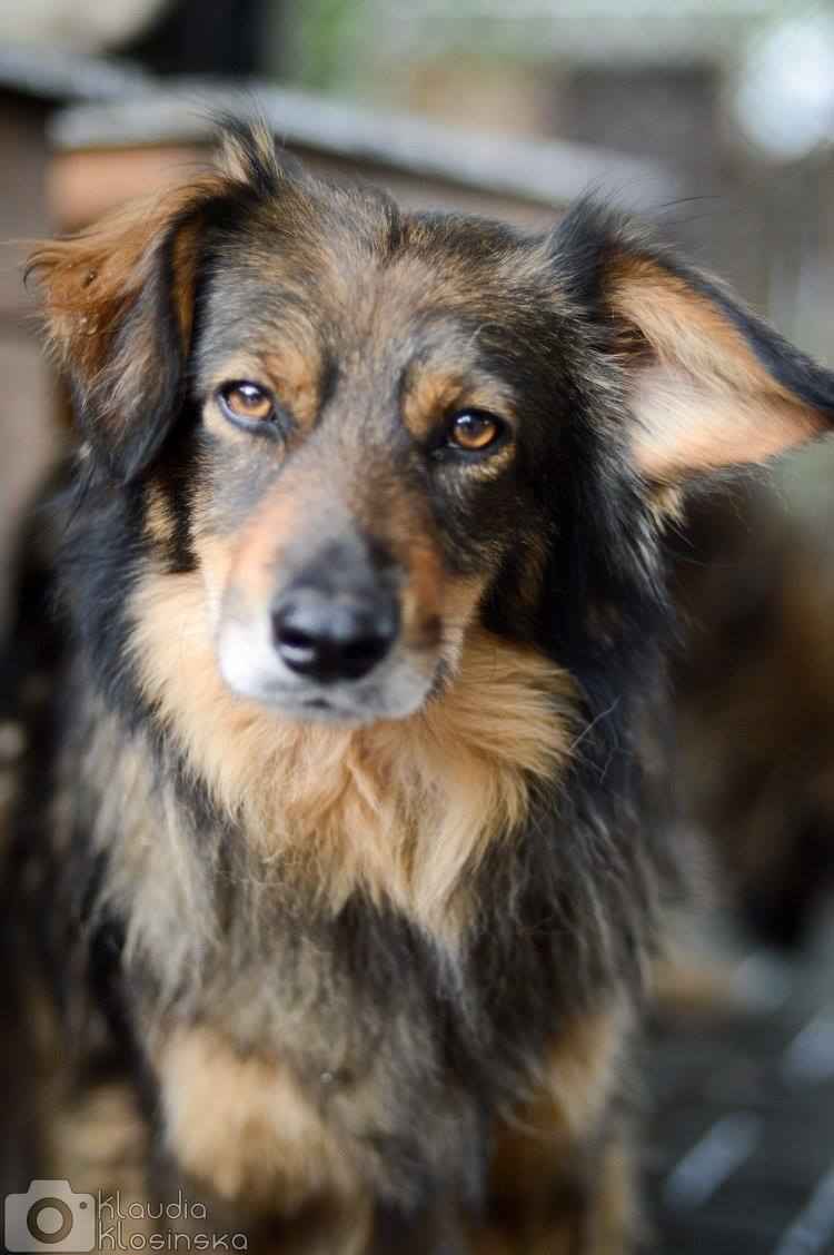 Wyjątkowy Robin szuka wyjątkowego domu Olsztyn - zdjęcie 1
