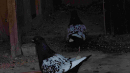 SPRZEDAM GOŁĘBIE Podborze - zdjęcie 10