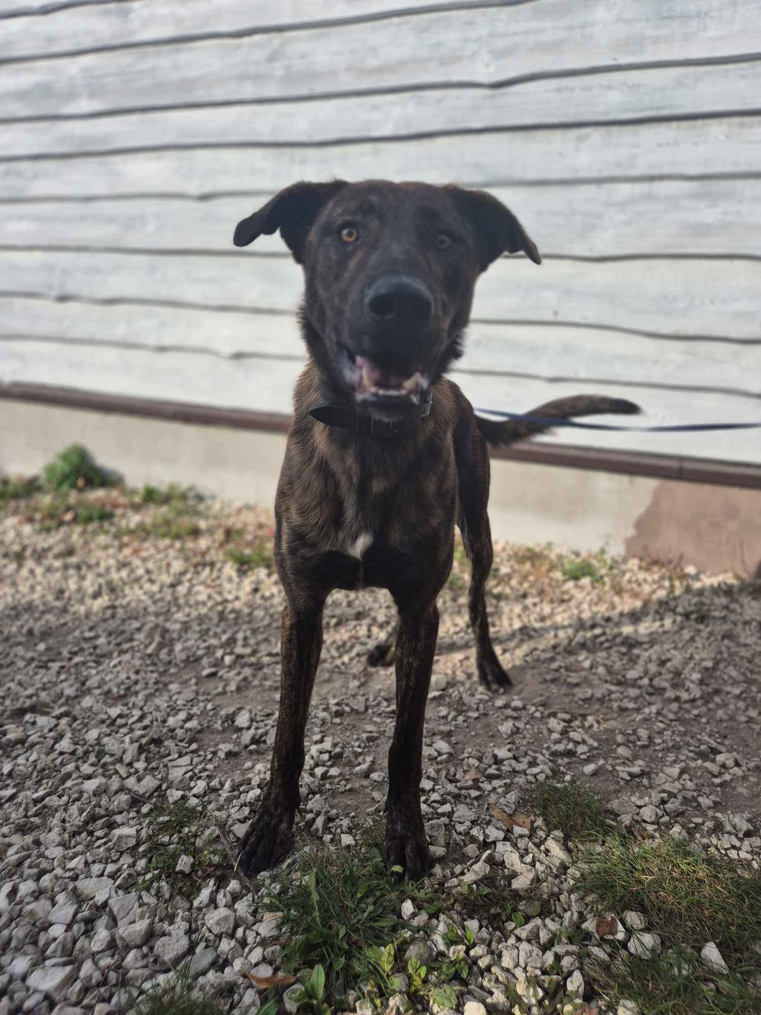 Blum - młody, wychowany z dziećmi, aktywny pręgus! Olsztyn - zdjęcie 6