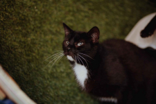 Cudowny Bryś, niekonfliktowy kotek szuka domu! Olsztyn - zdjęcie 2