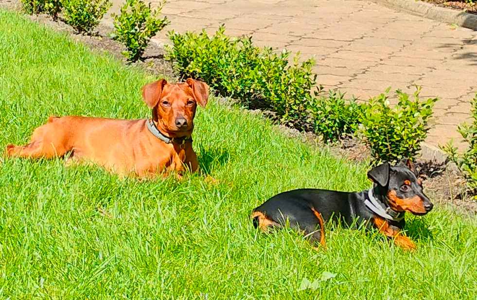 Pinczer miniaturowy z metryką FCI - rodowód ZKwP Wilda - zdjęcie 12