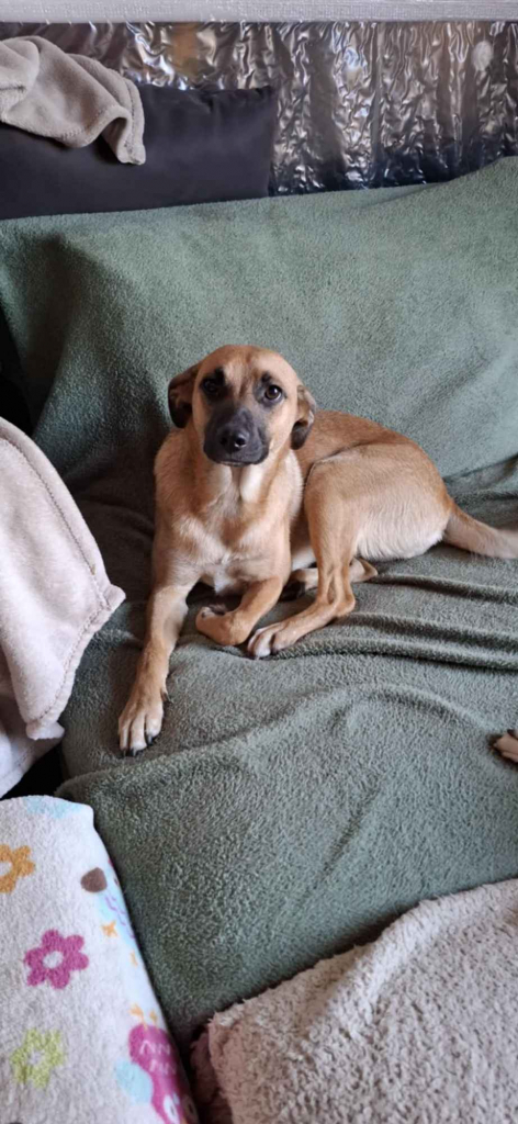 Dusia - filigranowa, kochana, fantastyczna sunia! Olsztyn - zdjęcie 6