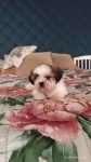 Szczeniaki shih tzu Łukowa - zdjęcie 3