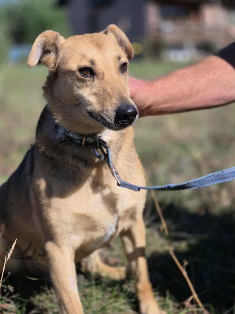 Snikers - spokojny, delikatny indywidualista Olsztyn - zdjęcie 3