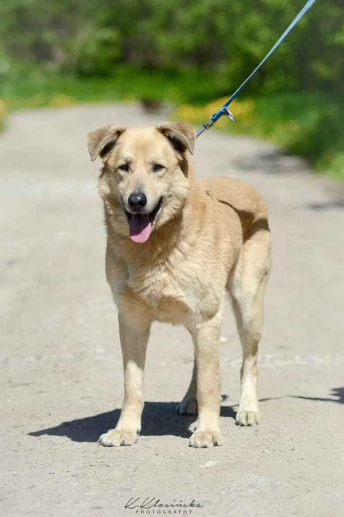 Dex - kochany, wierny pies szuka domu! Olsztyn - zdjęcie 3