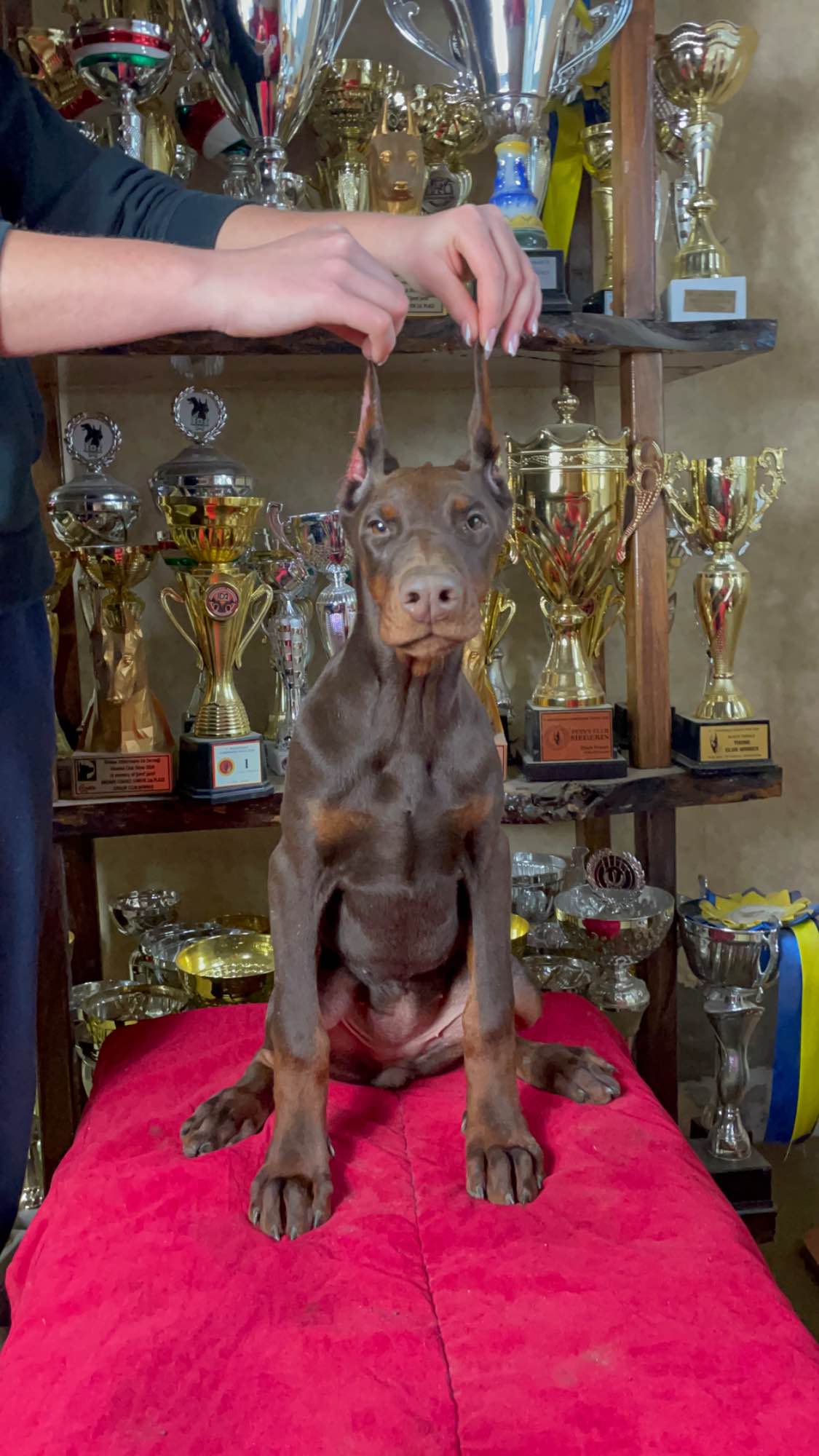 Dobermann Puppy Bemowo - zdjęcie 3