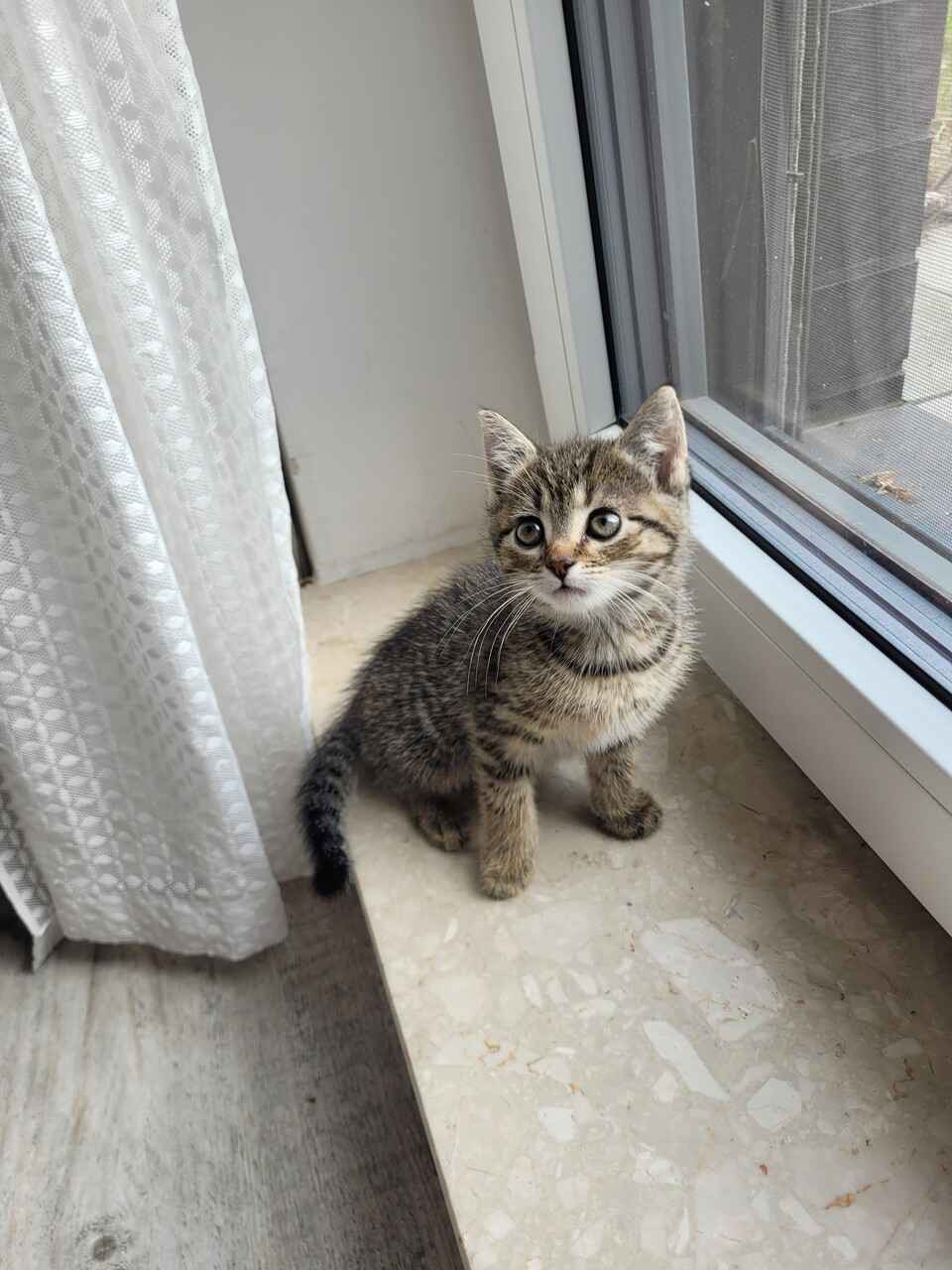 Cztery 8 tygodniowe kocięta szukają domów! Olsztyn - zdjęcie 8