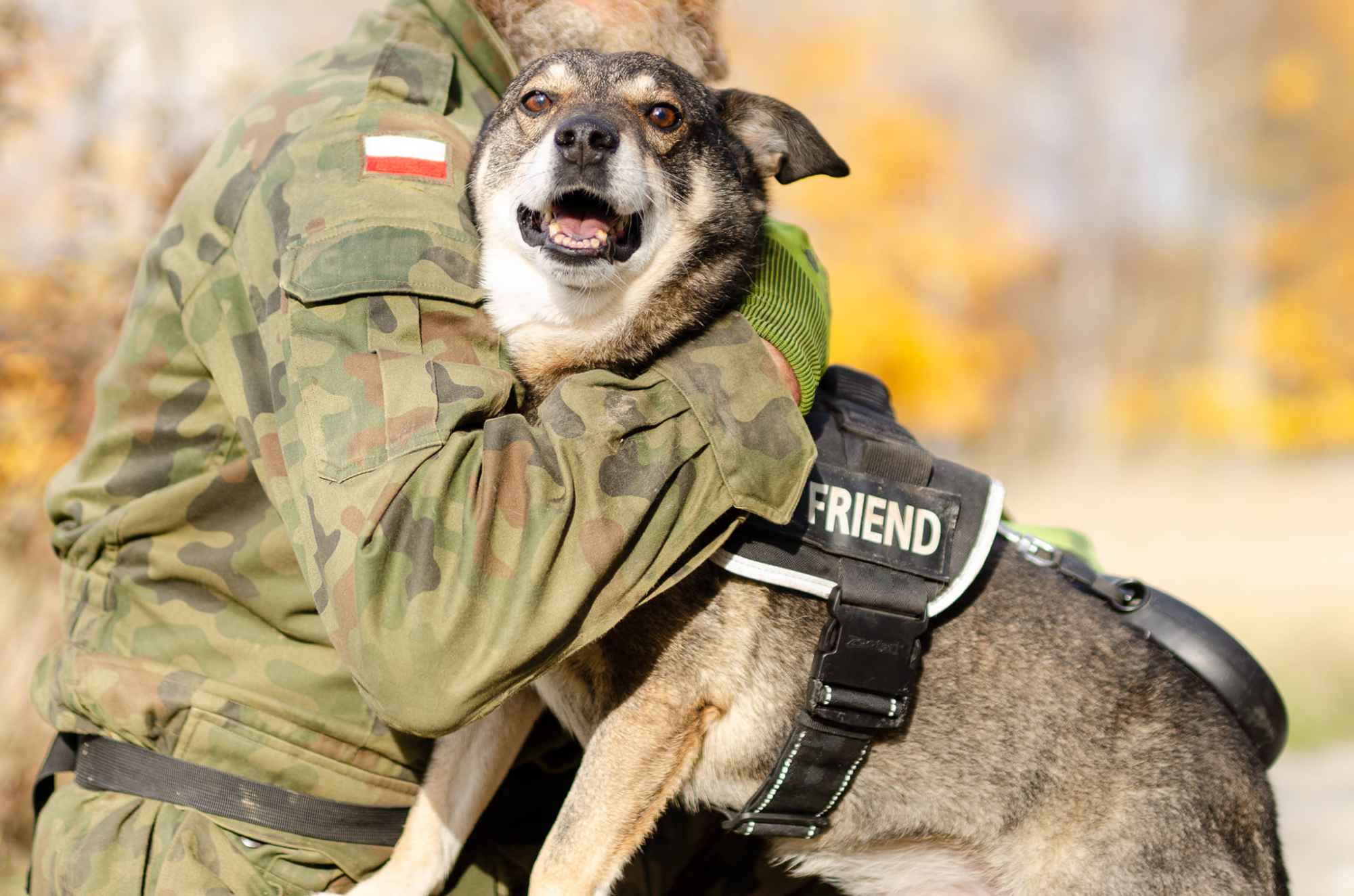 Kaziu - wspaniały, niekonfliktowy psiak do pokochania! Olsztyn - zdjęcie 3