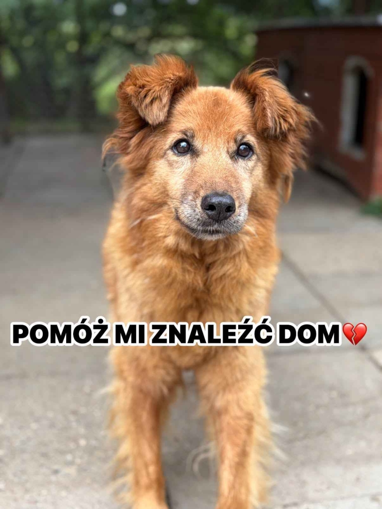 Sendi - uległa, delikatna, nieśmiała sunia Olsztyn - zdjęcie 1