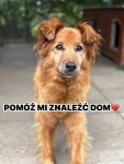 Sendi - uległa, delikatna, nieśmiała sunia