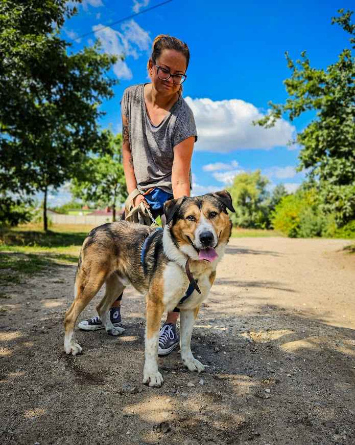 Duży, dostojny pies w typie molosa szuka odpowiedzialnego domu! :) Bemowo - zdjęcie 4