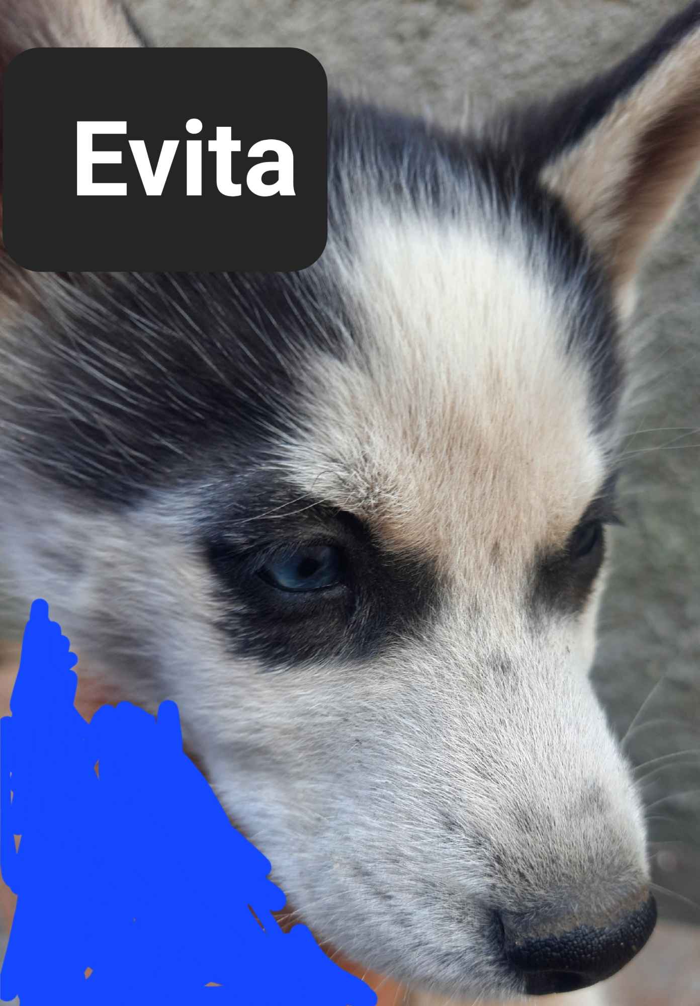Pieski syberiany husky Reda - zdjęcie 3