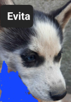 Pieski syberiany husky Reda - zdjęcie 3