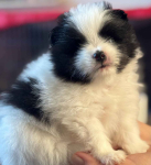 Szpic miniaturowy pomeranian Radomsko - zdjęcie 4