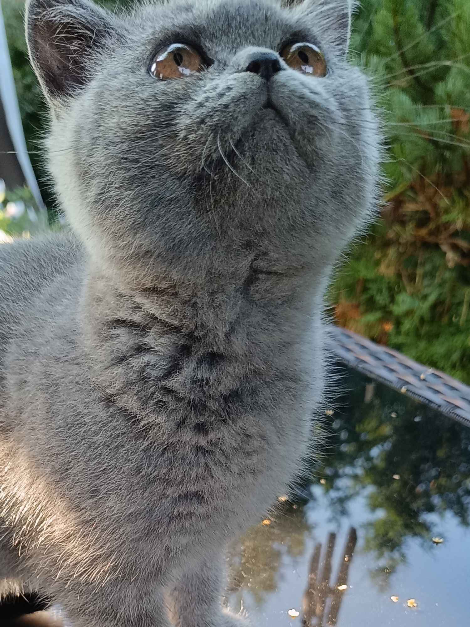 Kot brytyjski Narol - zdjęcie 6