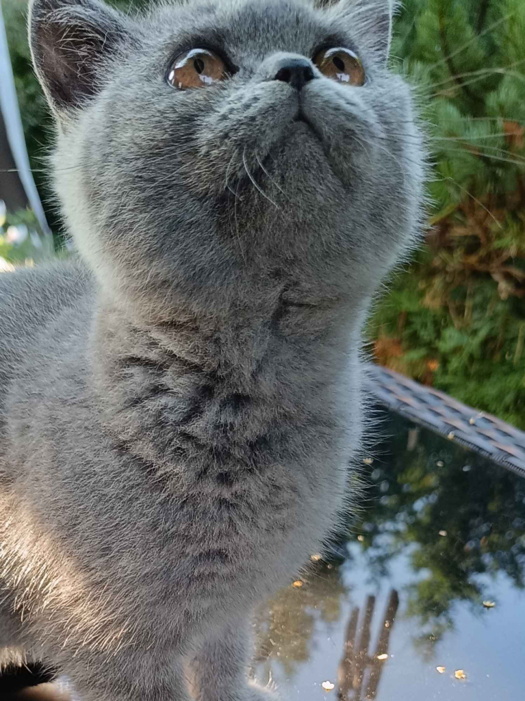 Kot brytyjski Narol - zdjęcie 6