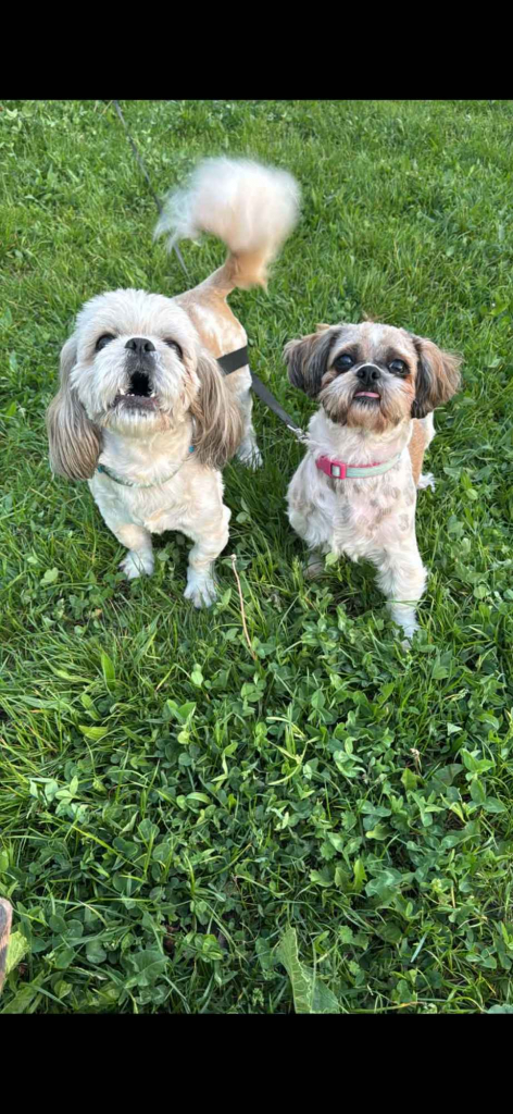 Szczeniaki shihtzu Siedlce - zdjęcie 5
