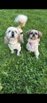 Szczeniaki shihtzu Siedlce - zdjęcie 5