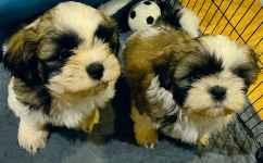 Shih TZU FCI ZKwP Tuchów - zdjęcie 11