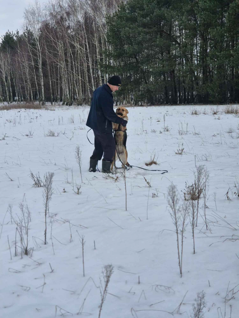 Mona - młoda, wesoła suczka owczarek mix Olsztyn - zdjęcie 2