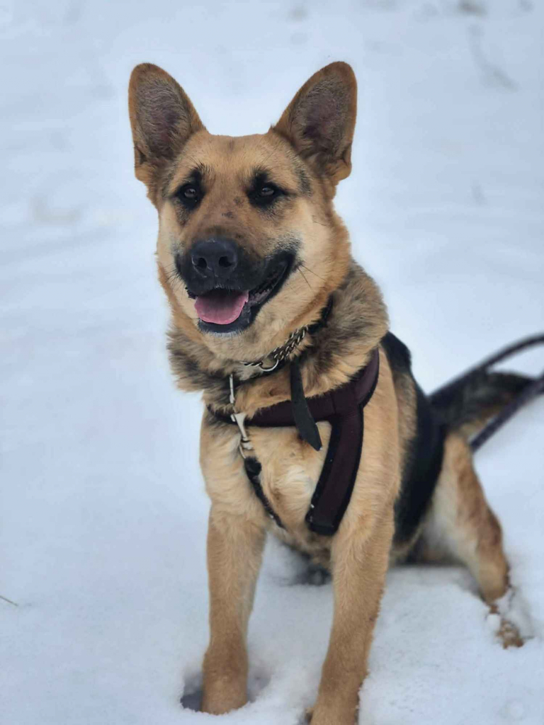 Mona - młoda, wesoła suczka owczarek mix Olsztyn - zdjęcie 1